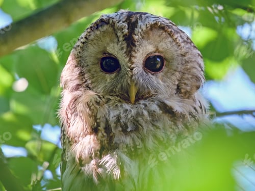 Preview: Tawny owl (Strix aluco)