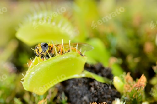 Preview: Bee-like fly insect approaching and being captured by Venus fly trap carnivorous plant