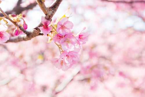 Preview: Sakura