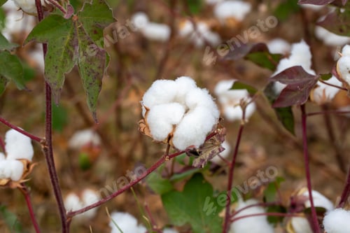 Preview: Cotton fields ready for harvesting, agriculture