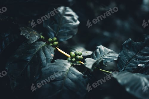 Preview: Trees and coffee trees in the foggy forest