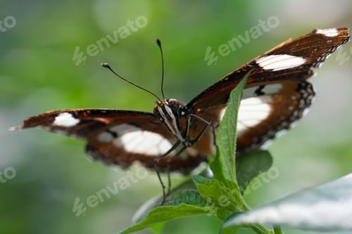 Preview: Macro shot of a beautiful dark patterned butterfly on a plant
