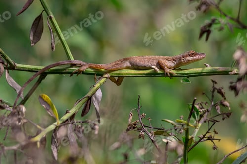 Preview: Lizard taking a sunbath in the morning