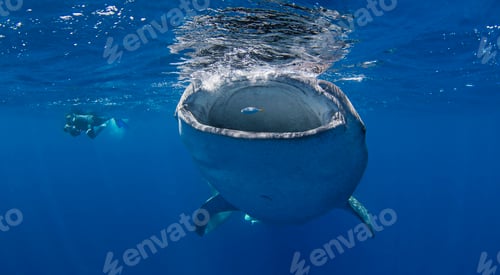 Preview: Whale Shark with diver swimming nearby