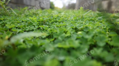 Preview: Lush Green Clovers Covering the Ground on a Lawn