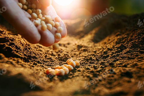 Preview: A cropped image of a farmer's hands holding soybean seeds