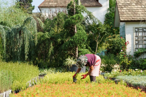 Preview: Elderly farmer cultivates ornamental flower plants on territory of cottage house on sunny summer day