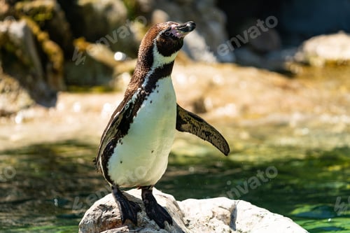 Preview: Selective focus shot of a penguin standing on a rock in the water looking aside