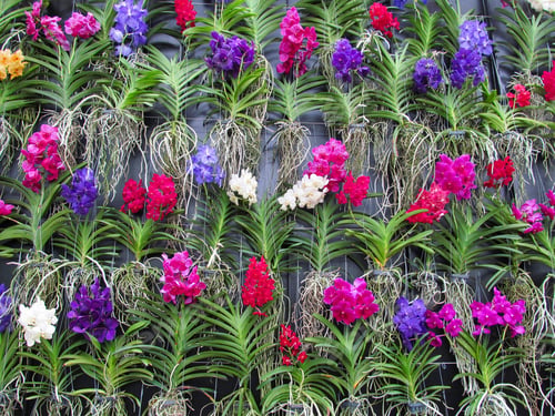 Colorful Orchid Plants on Vertical Garden Display