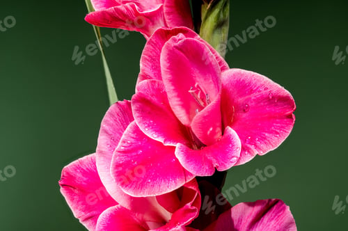 Preview: Blooming pink Gladiolus Invitatie on a green background