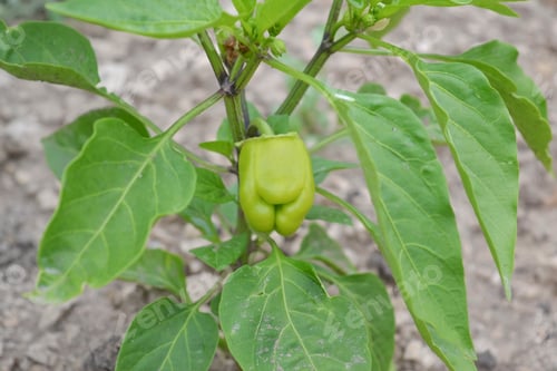 Preview: Pepper (lat. capsicum) an annual vegetable crop with an upright branched stem that ripens