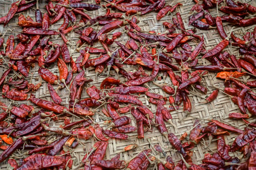 Preview: Red chili peppers drying out in the sun naturally, laying flat, and spreads thin out on a grass