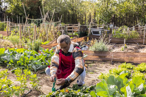 Preview: Farmer taking care of plants in allotment garden