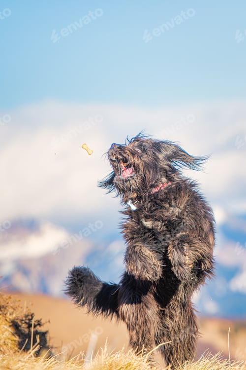 Preview: A big mountain shepherd dog jumps to catch cookie