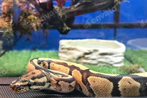 Preview: Snake Python Butter