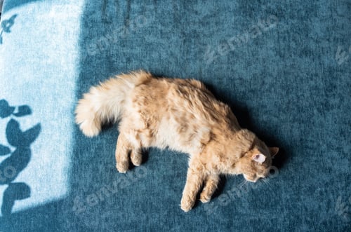 Preview: Adorable ginger kitten purebred straight lying on back, top view, on a blue background. Flat Lay fat