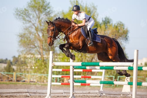 Preview: Young horseriding woman jumping over the obstacle on her showjumping course