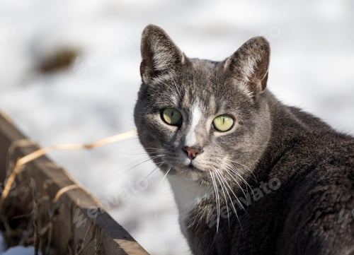 Preview: Feral cat wondering out in the snow, looking at the camera, wild cat