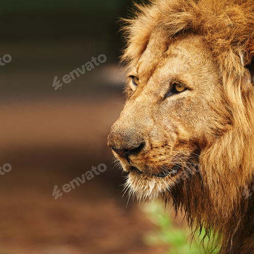 Preview: Its all about the pride