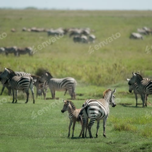 Preview: herd of zebra in the Serengeti