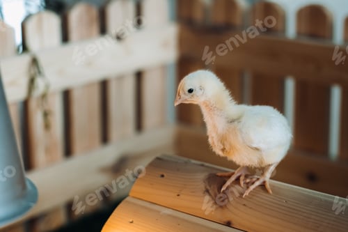 Preview: A small chicken stands on the roof of its house and basks in the sun