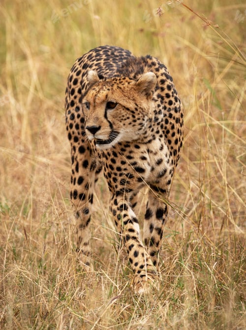 Preview: A Best wildlife safari in the world