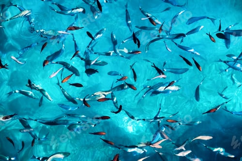 Preview: Fishes in the transparent blue water. Natural background with animals