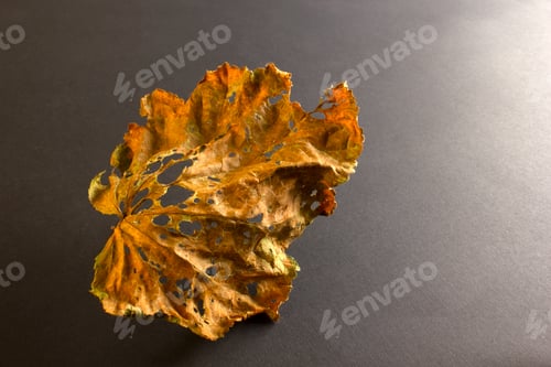 Preview: dry leaf on black background