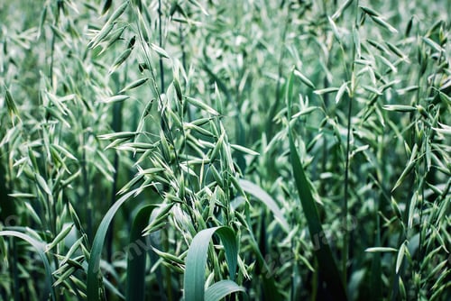 Preview: Cultivated oats growing - Red oat (Avena sativa) in a field