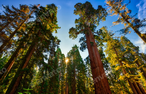 Preview: Sunrise On The Grove, General Grant Grove, Sequoia & Kings Canyon National Park
