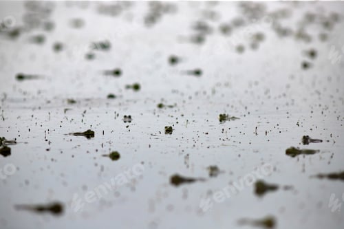 Preview: Frogs in their natural habitat Danube Delta
