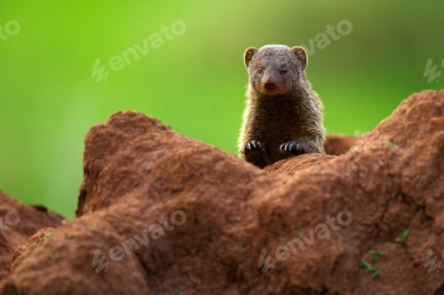 Preview: Closeup shot of a mongoose on a brown rock in Tanzania