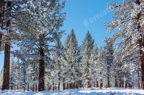Preview: Winter forest