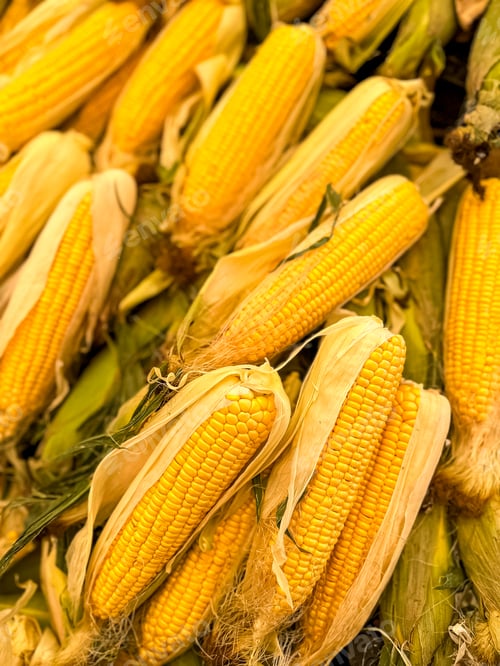 Preview: Corns at a street food market. Vegetables. Food background, full frame. Yellow corns. Sweetcorn cobs