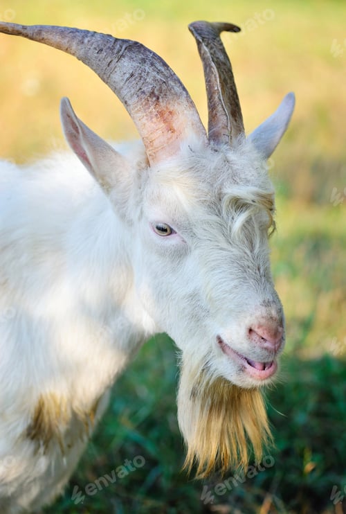 Preview: Close up portrait of a goat in the pasture