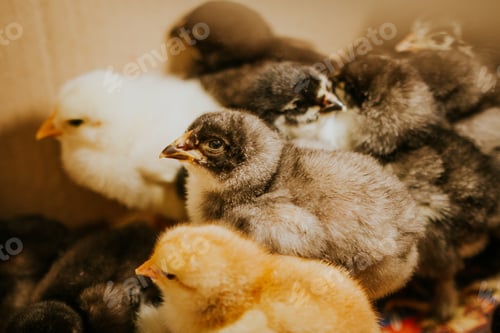 Preview: Baby chicks in the house