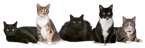 Preview: cats