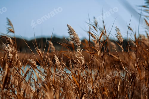 Preview: Dry stalks of reeds at the pond sway in the wind on an autumn day, Ukraine