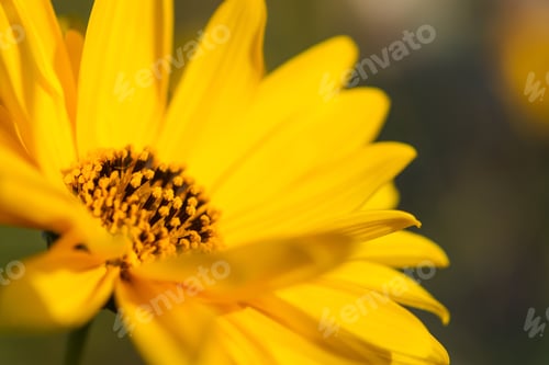 Preview: Yellow Jerusalem artichoke flowers on a blurred background