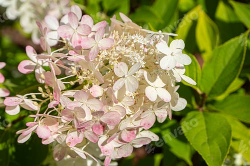 Preview: Summer pink hydrangea flower