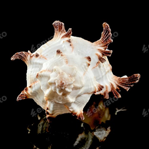 Preview: Murex Indivia Longspine Shell on a black background