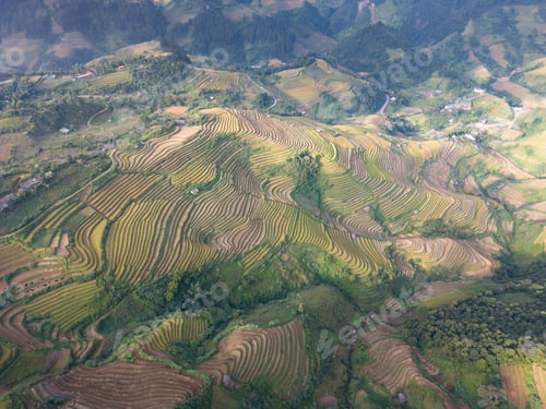 Vorschau: Luftaufnahme zahlreicher Reisterrassen im Bezirk Mu Cang Chai, Vietnam