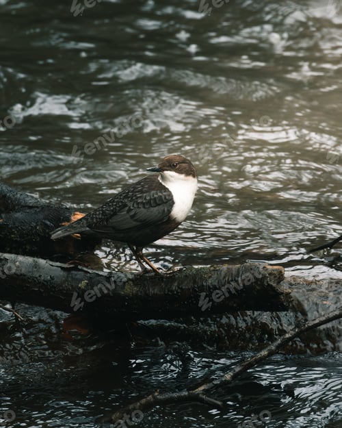Preview: Small bird perched on a tree branch extending over a body of water