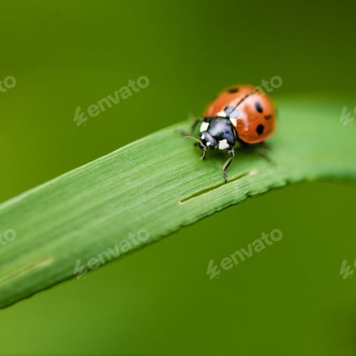 Preview: Closeup ladybugs on the green leaf. Macro picture. - Image