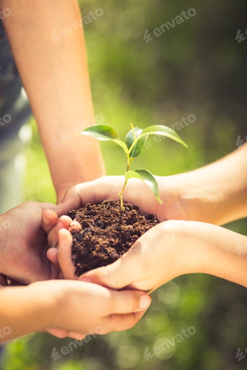 Preview: Children holding young plant in hands