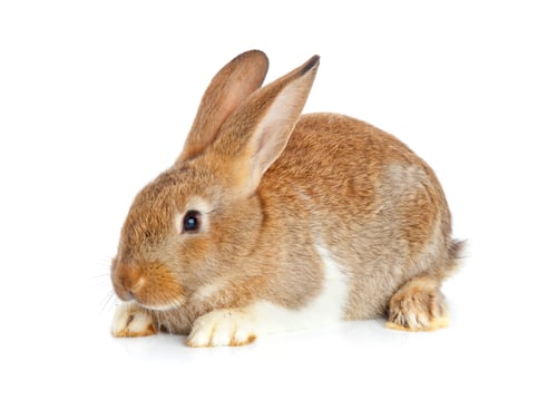 Preview: One cute rabbit sitting