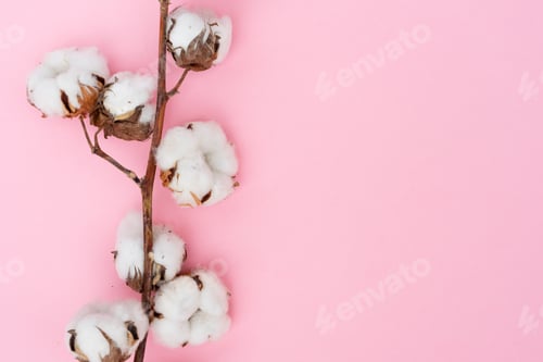 Preview: Raw cotton branch