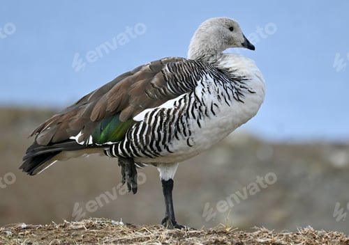 Preview: Closeup of an Upland goose perched on a ground under the sunlight