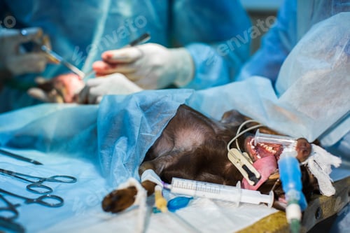 Preview: Veterinary clinic. Surgery dog's feet. The doctor sews up the leg of the dog.