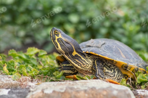 Preview: portrait of freshwater pond turtle with yellow stripes and brown shell,exotic